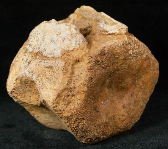 Edmontosaurus (Hadrosaur) Caudal Vertebrae - Montana #12681